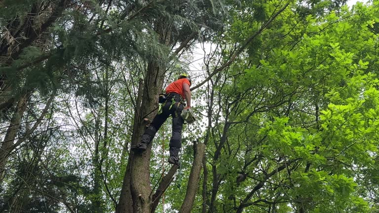 How Our Tree Care Process Works  in  Glennville, GA